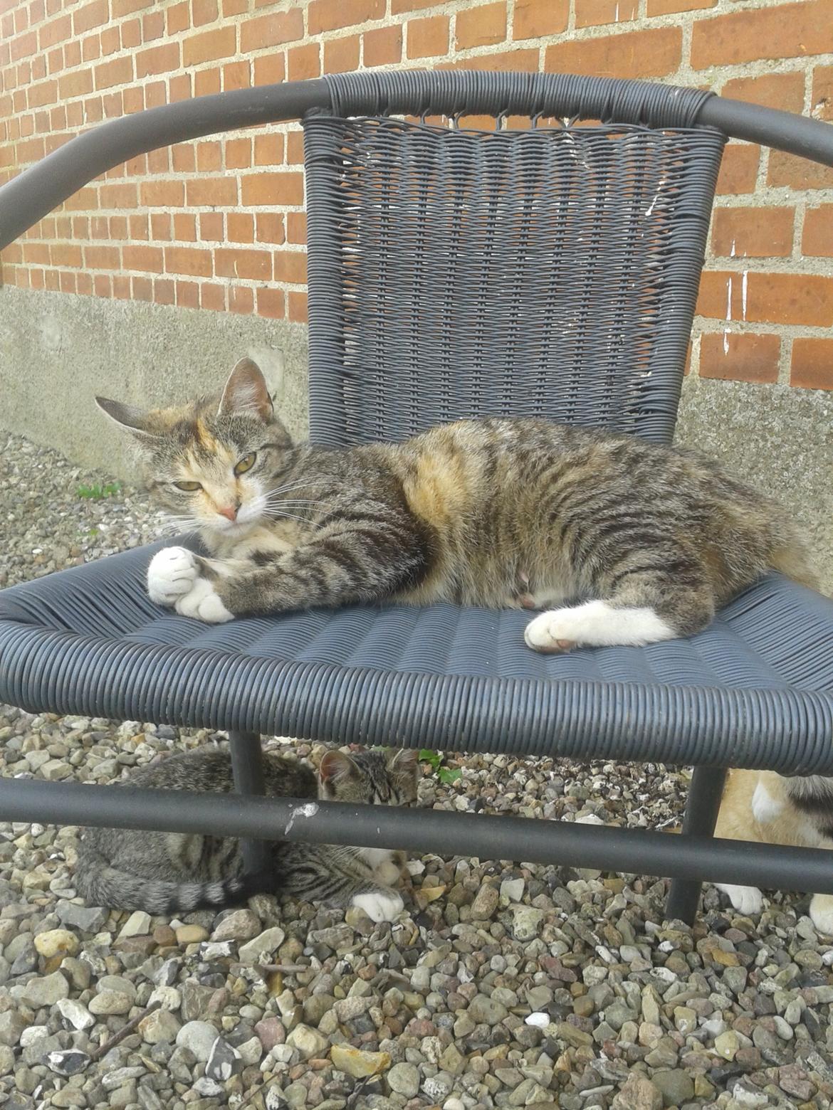 Huskat pus (mit et og alt) <3 billede 25