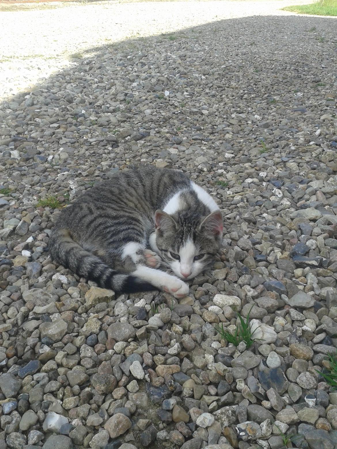 Huskat bølle billede 22