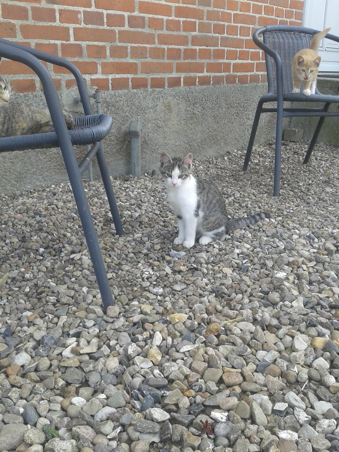 Huskat bølle billede 23