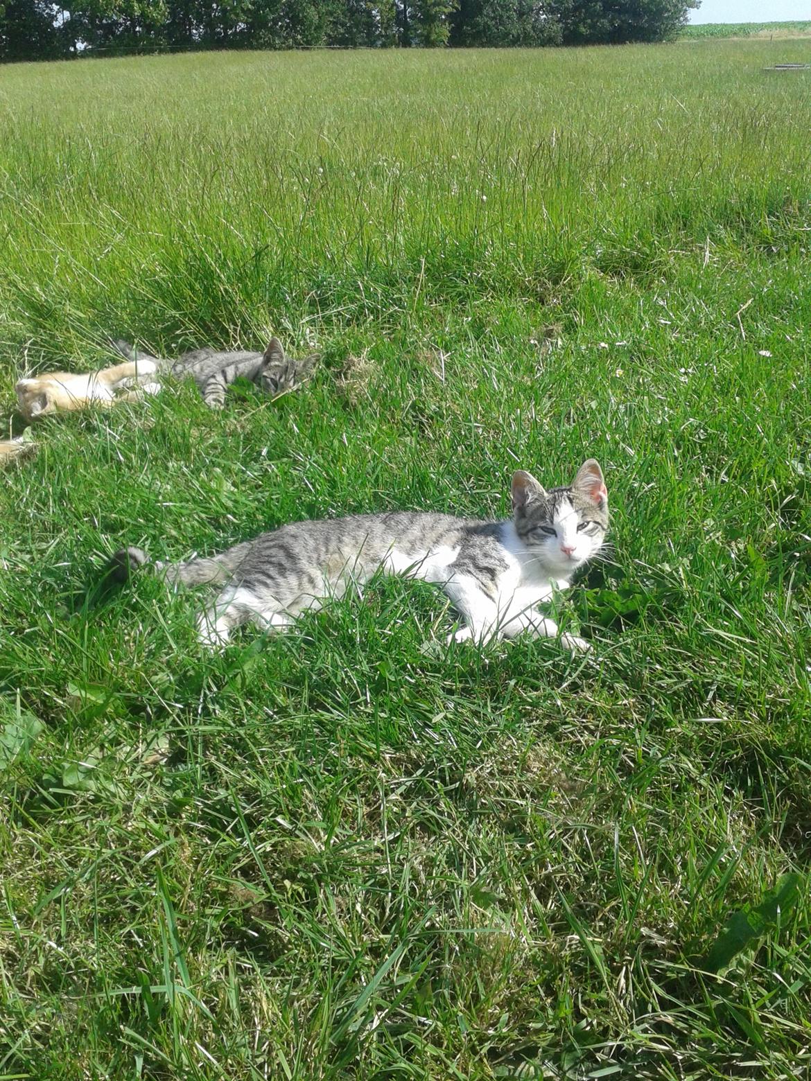Huskat bølle - Nyder solen i græsset billede 24