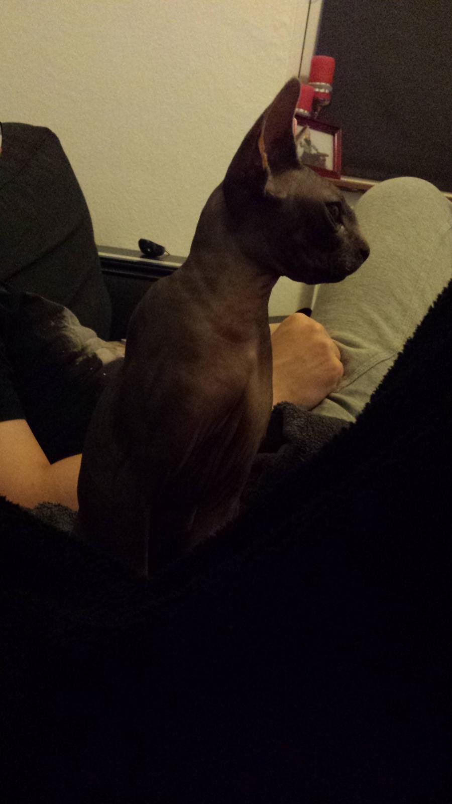 Sphynx Dexter (Smartinblack) billede 8
