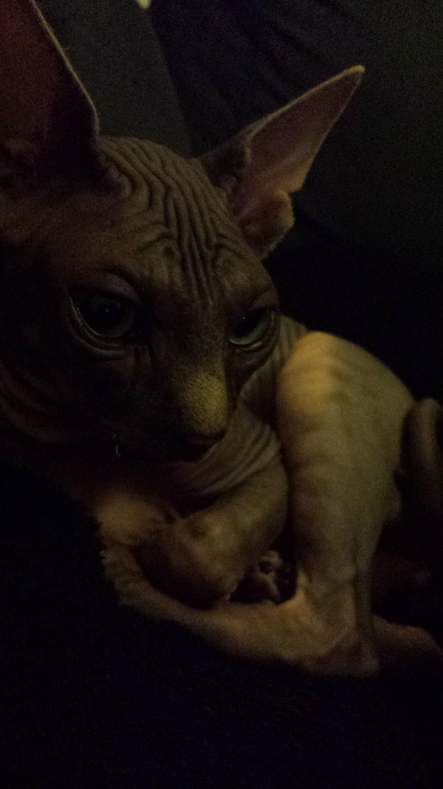 Sphynx Dexter (Smartinblack) billede 7
