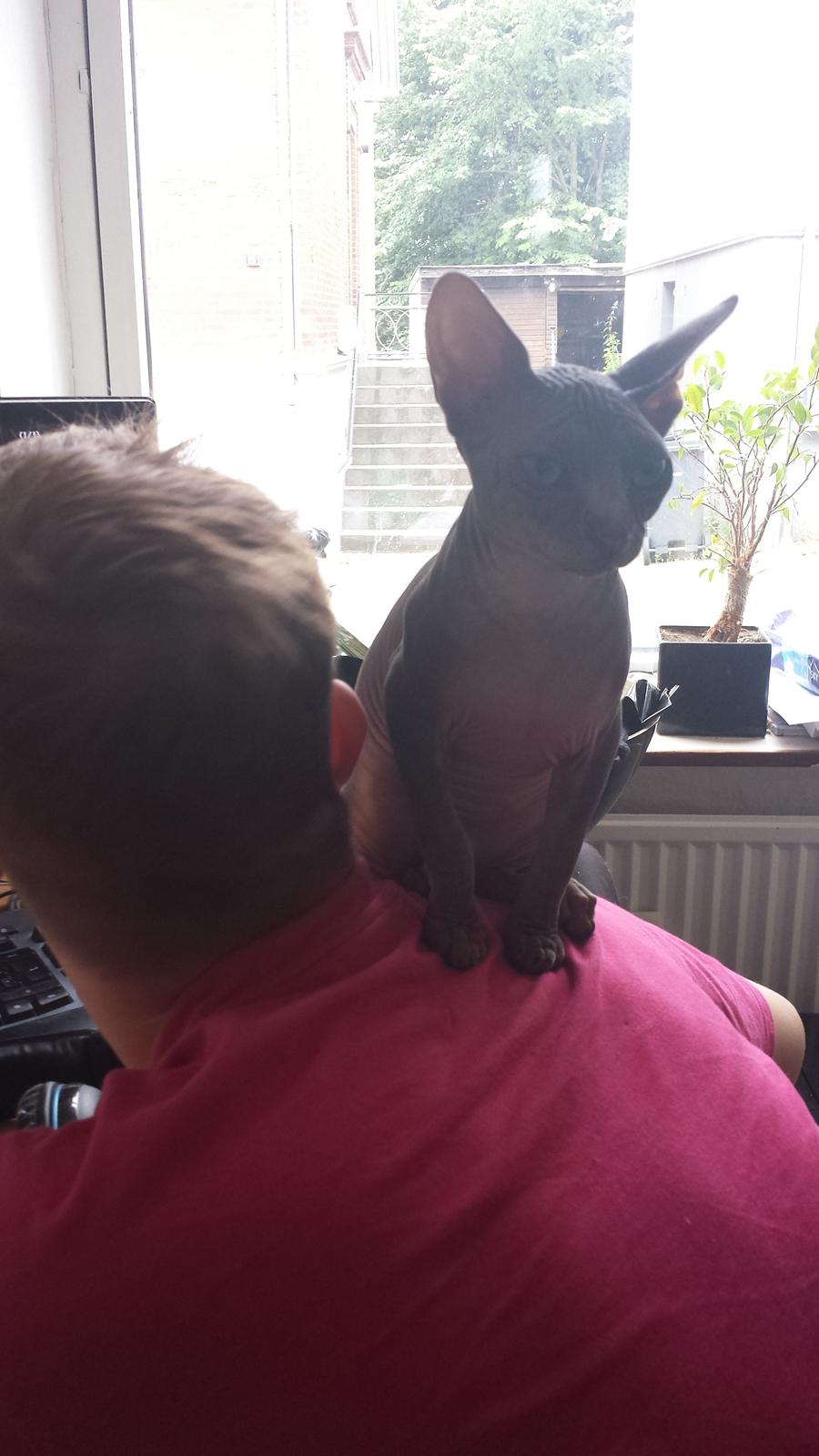 Sphynx Dexter (Smartinblack) billede 9