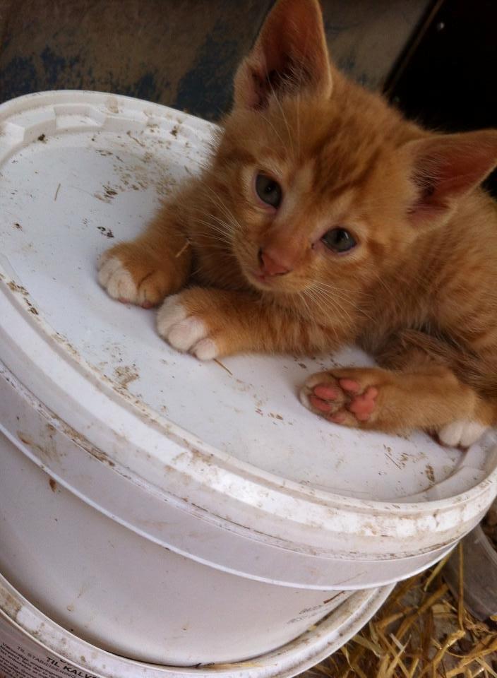 Huskat sille billede 2