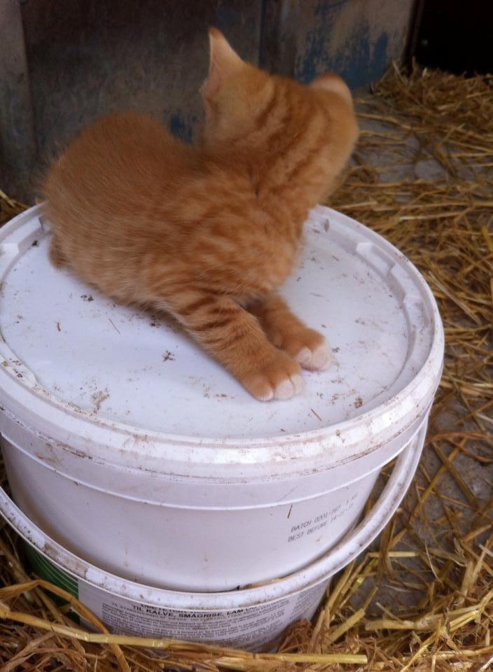 Huskat sille billede 3