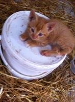 Huskat sille billede 4