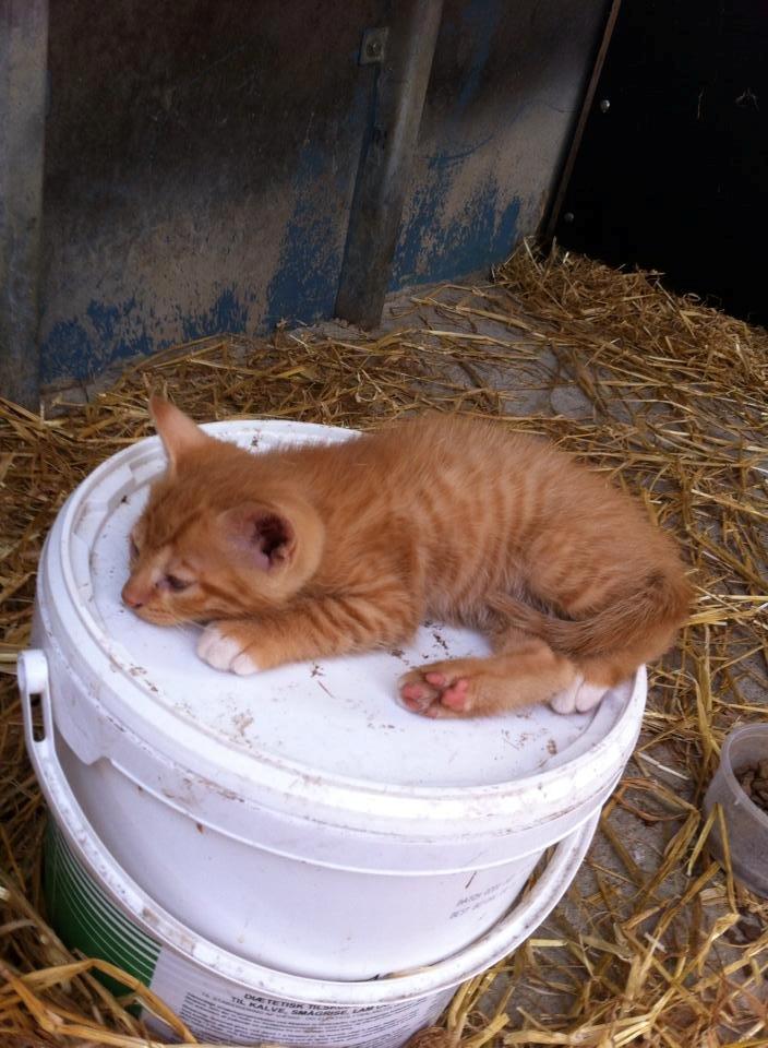 Huskat sille billede 5