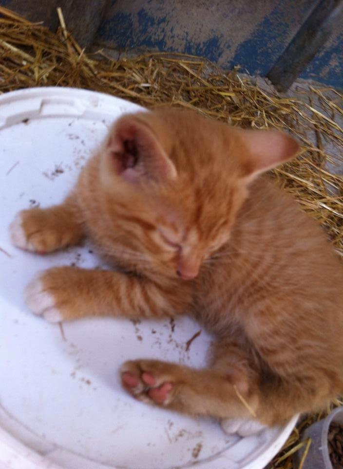 Huskat sille billede 7