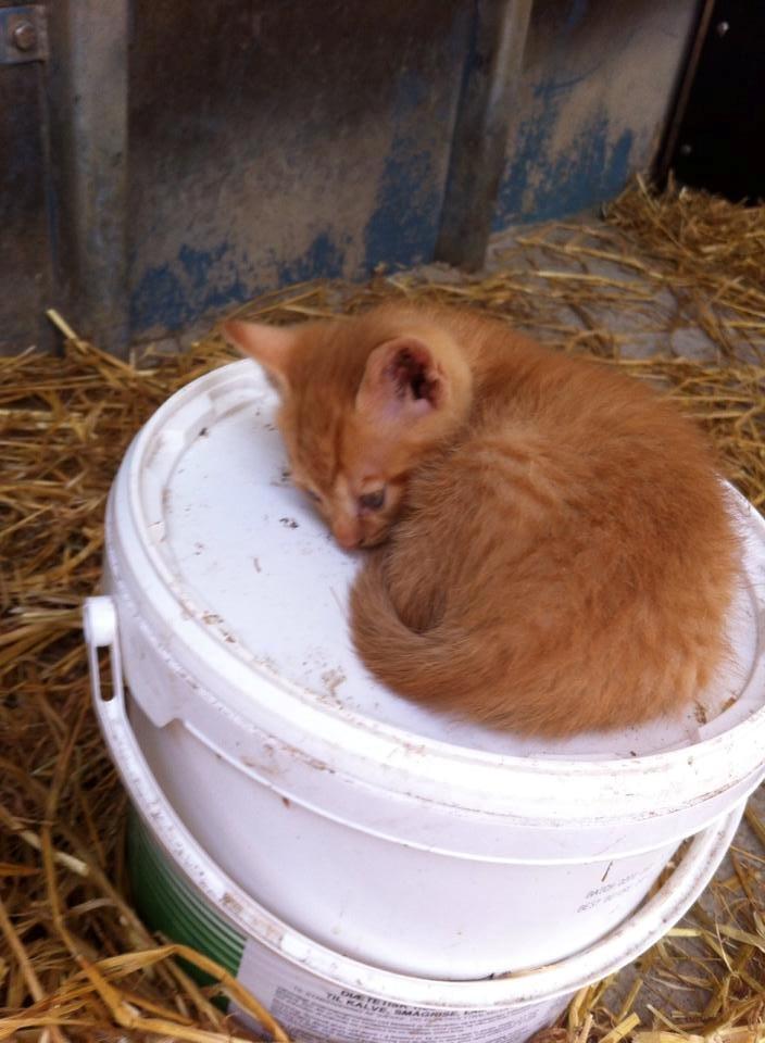 Huskat sille billede 8