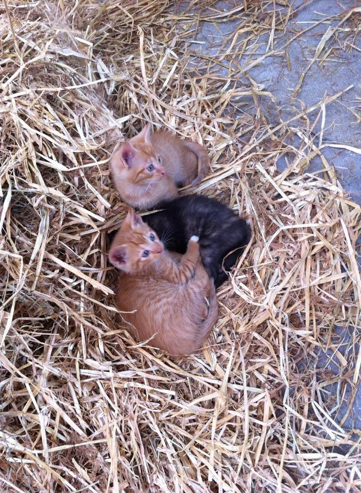 Huskat sille billede 9