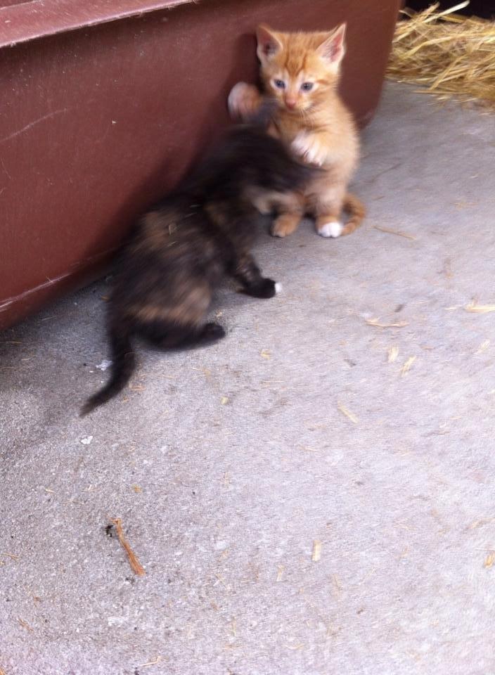 Huskat sille billede 10