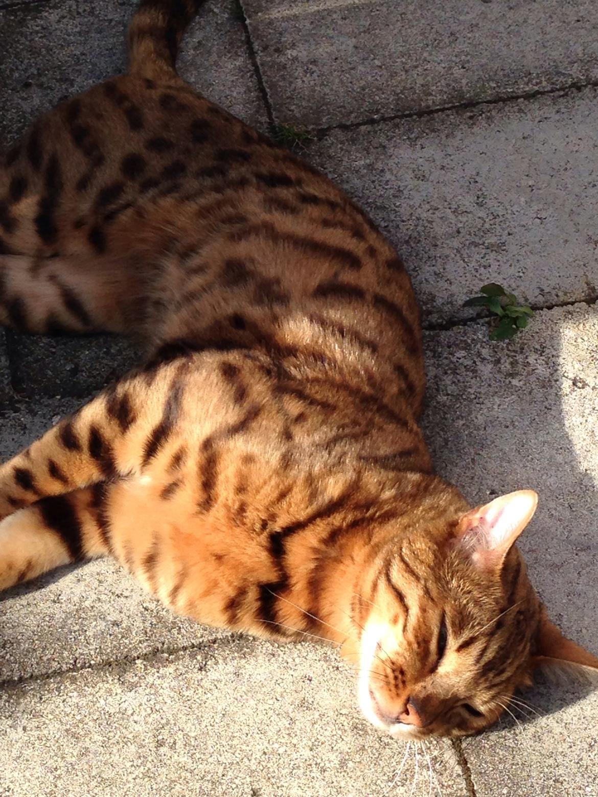 Bengal Max billede 16