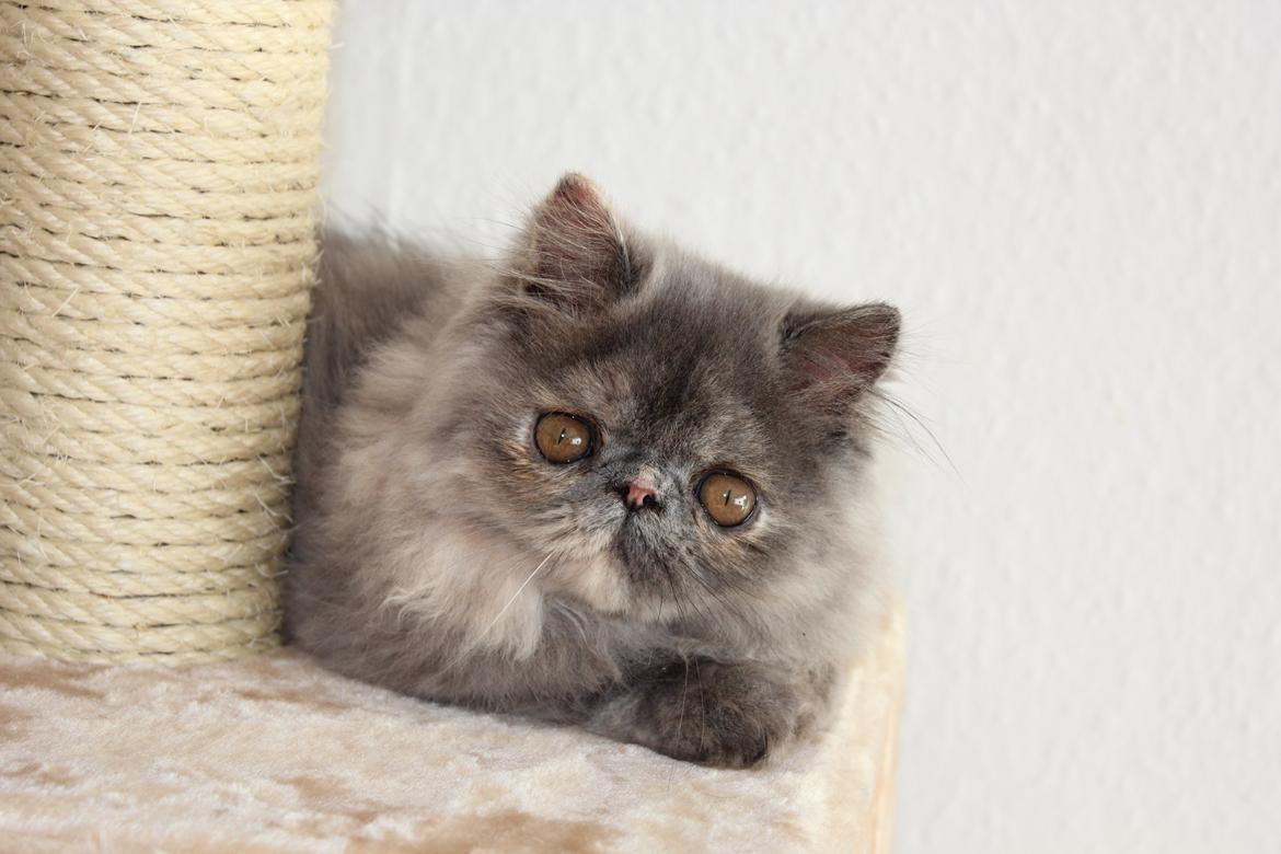 Perser Well-Done's Mitzi - 06-07-2014 billede 11