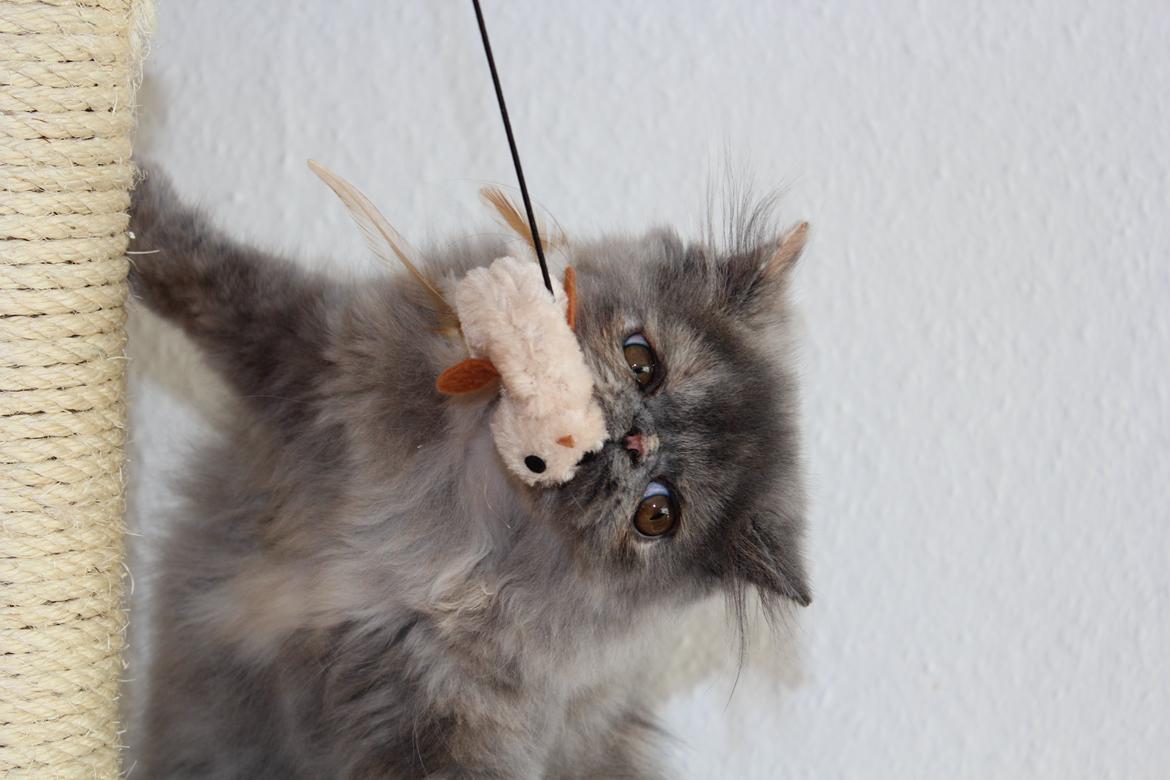 Perser Well-Done's Mitzi - 06-07-2014 billede 12