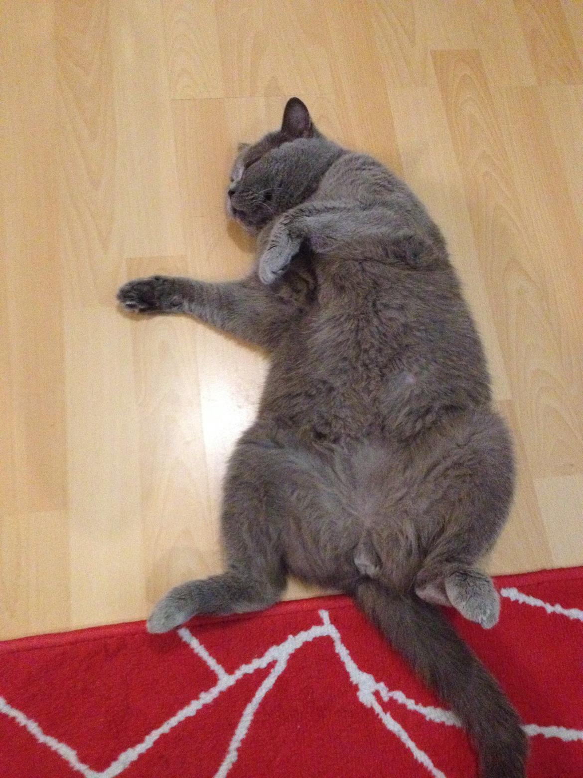 British Shorthair Hemingway billede 4