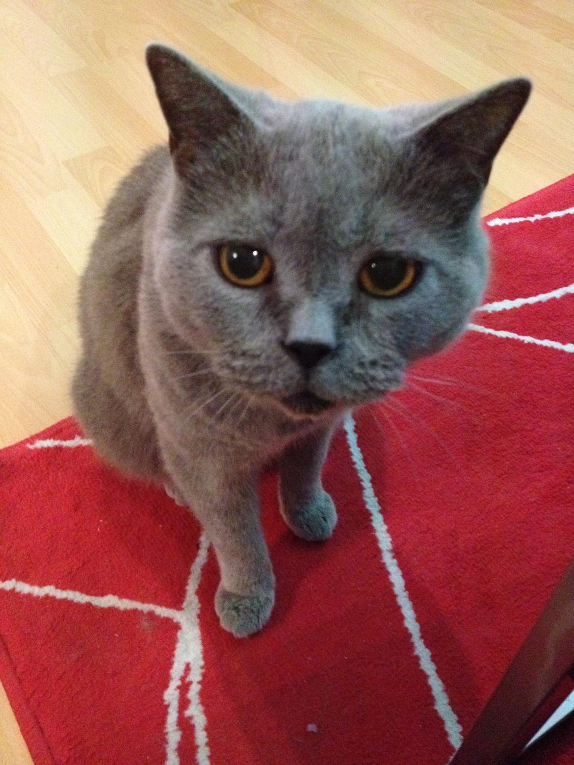 British Shorthair Hemingway billede 1