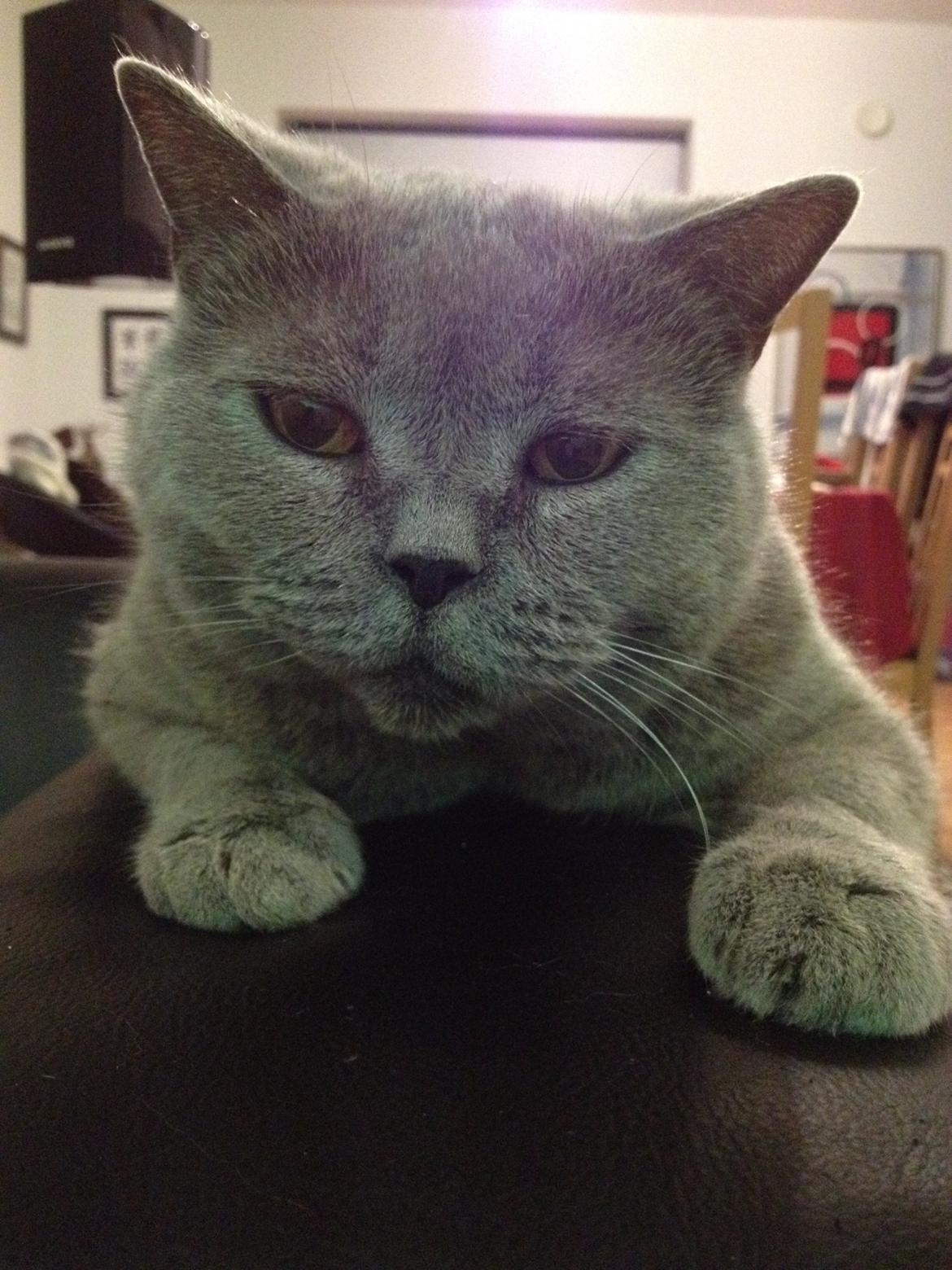 British Shorthair Hemingway billede 6