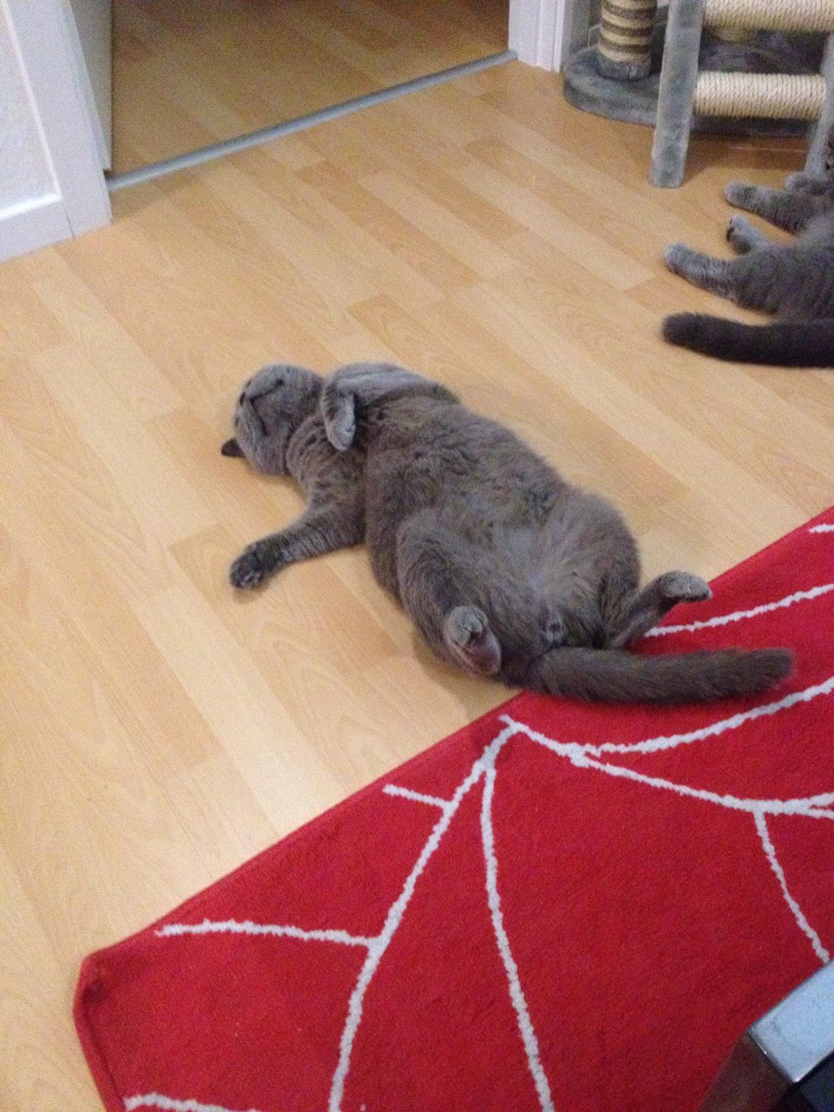 British Shorthair Hemingway billede 3