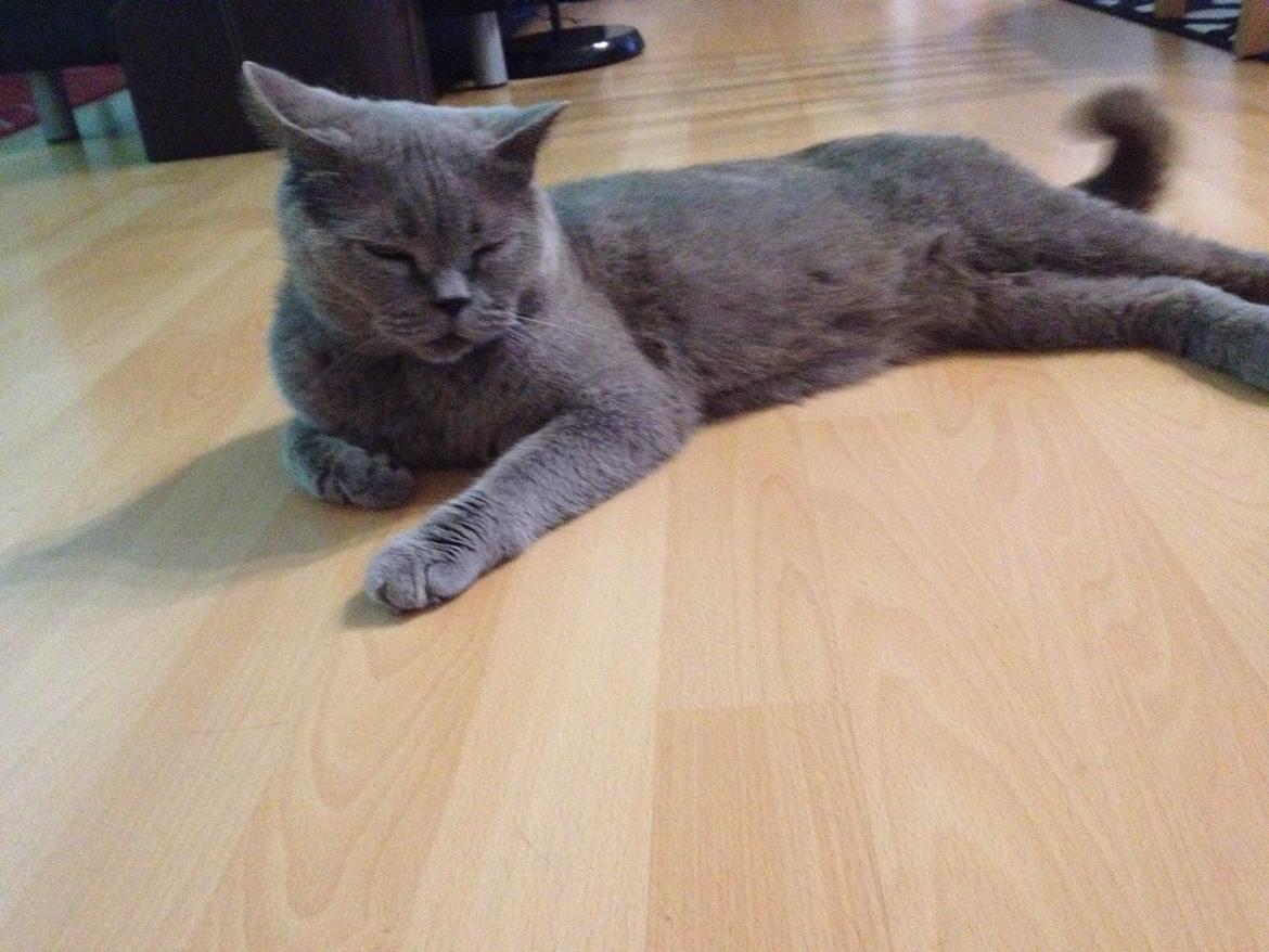 British Shorthair Hemingway billede 2