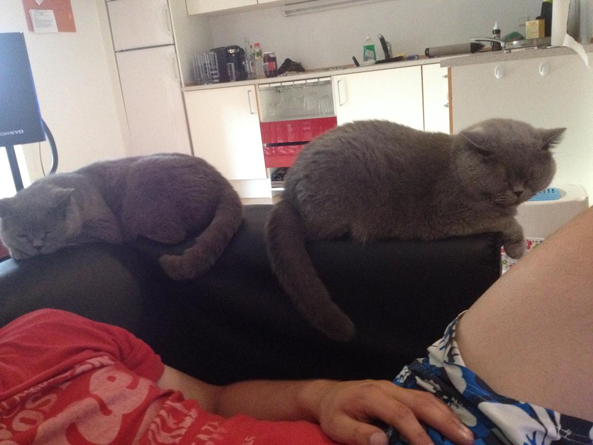 British Shorthair Hemingway - Hemingway til venstre, James til højre billede 7