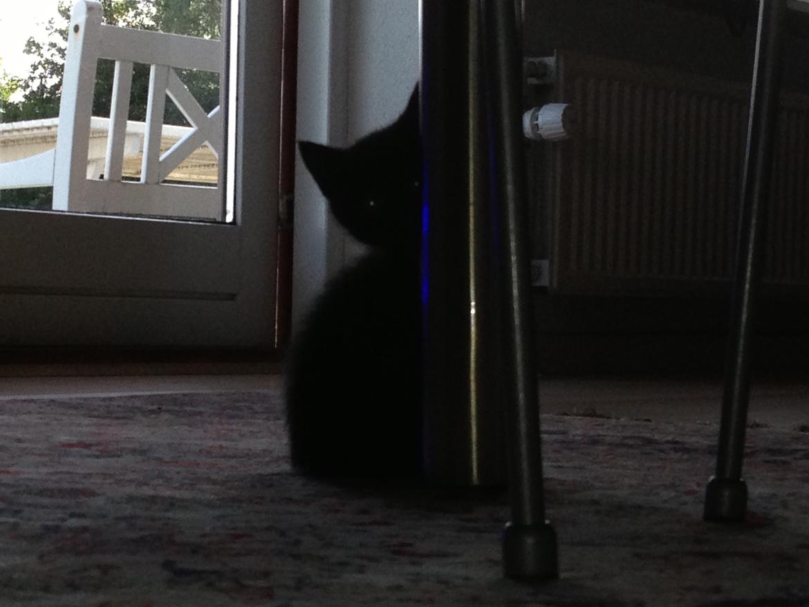 Huskat Max ;) billede 8