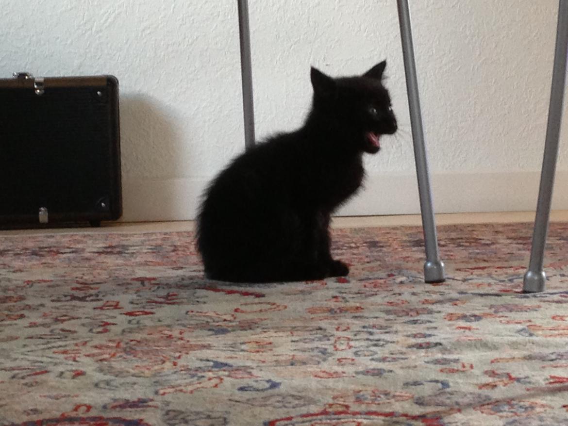 Huskat Max ;) billede 2