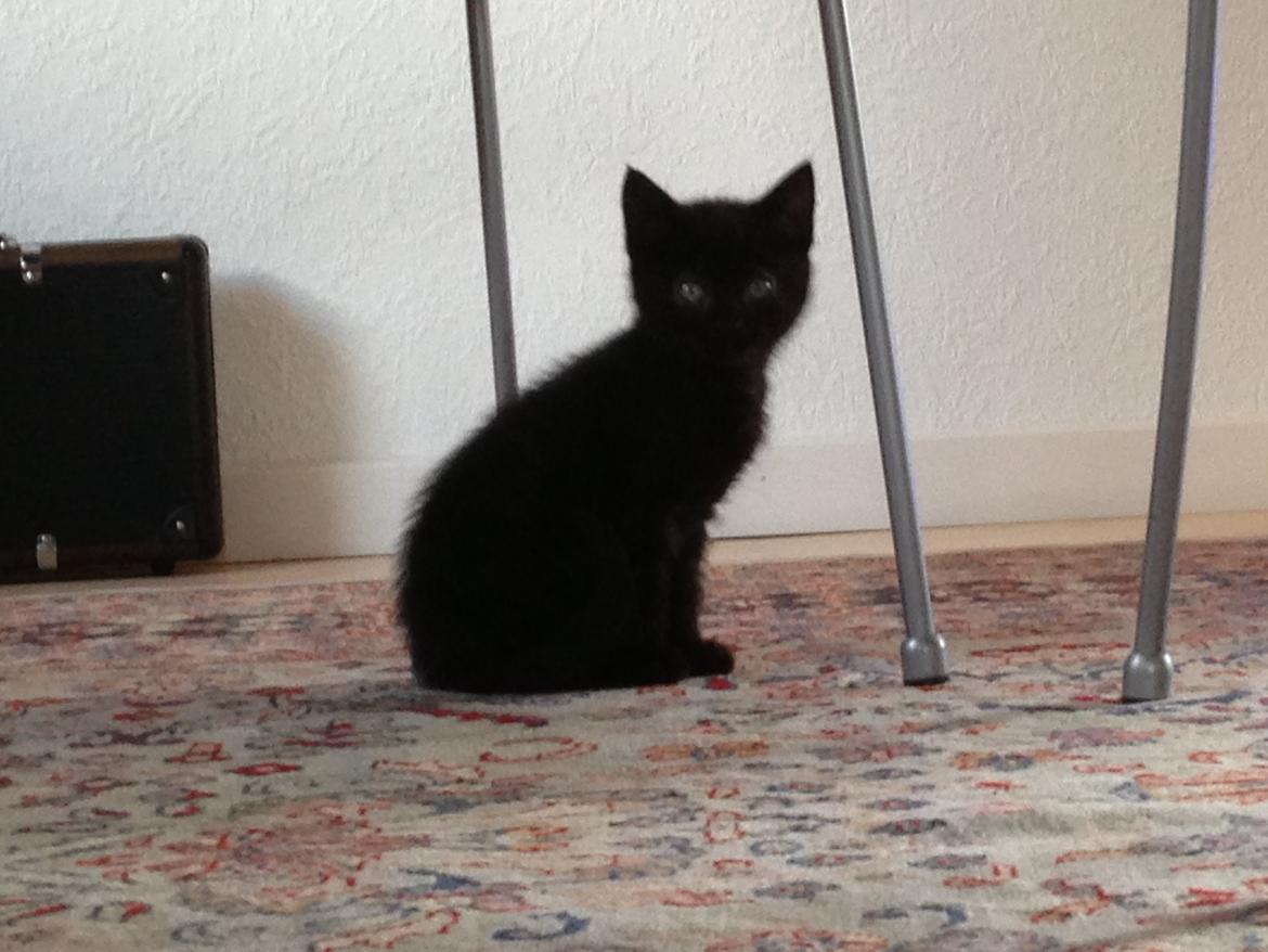 Huskat Max ;) billede 3