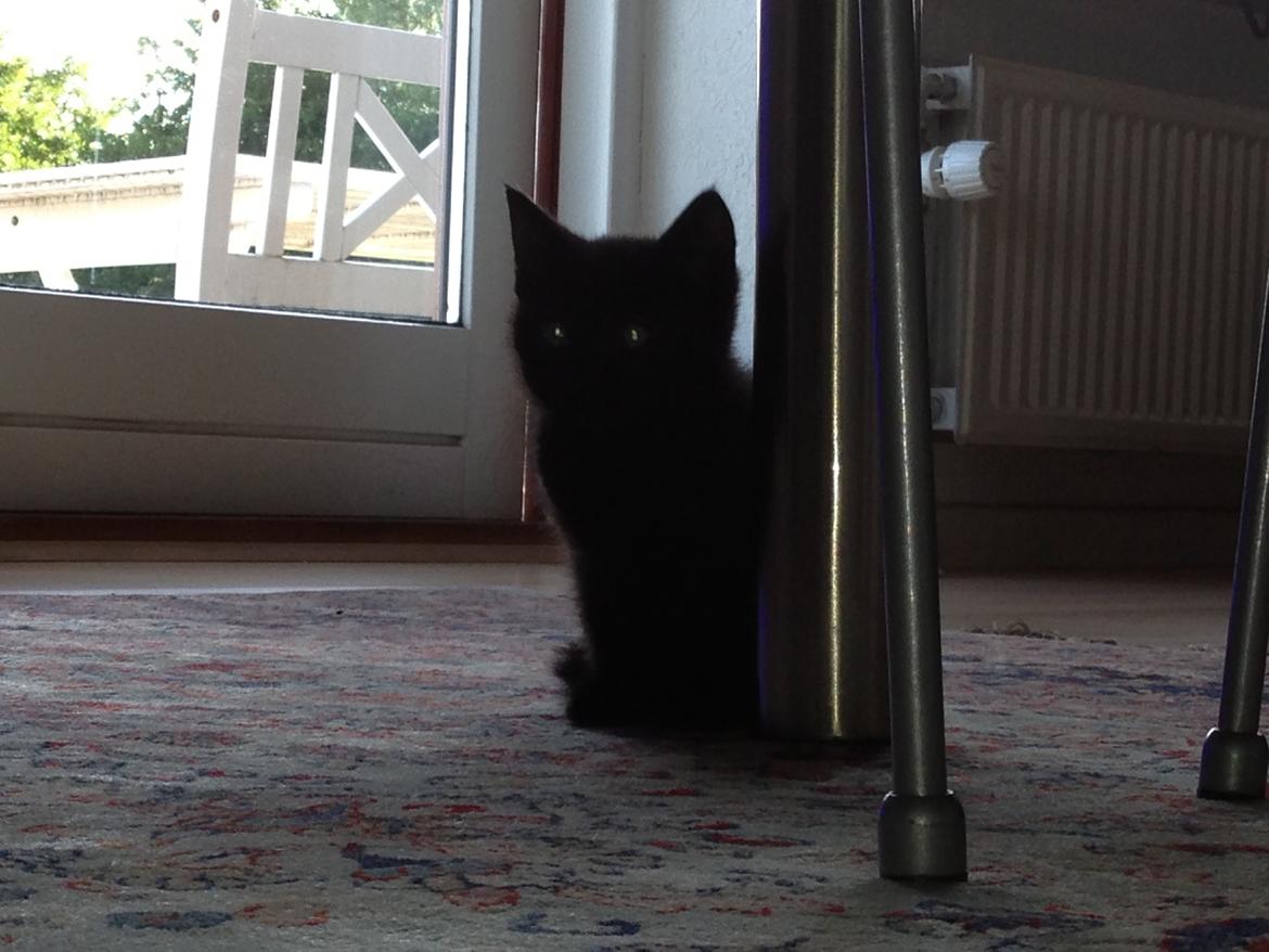 Huskat Max ;) billede 4