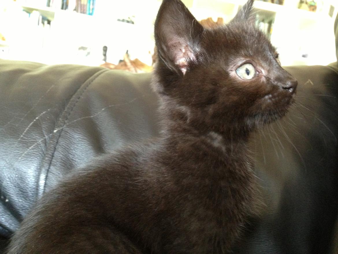 Huskat Max ;) billede 5