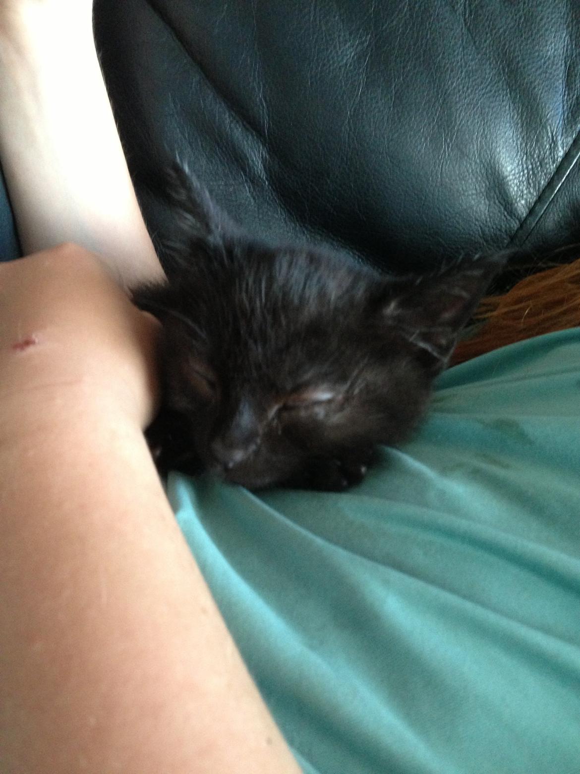 Huskat Max ;) billede 6