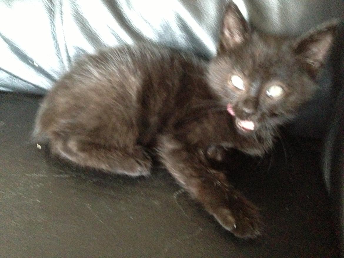 Huskat Max ;) billede 7