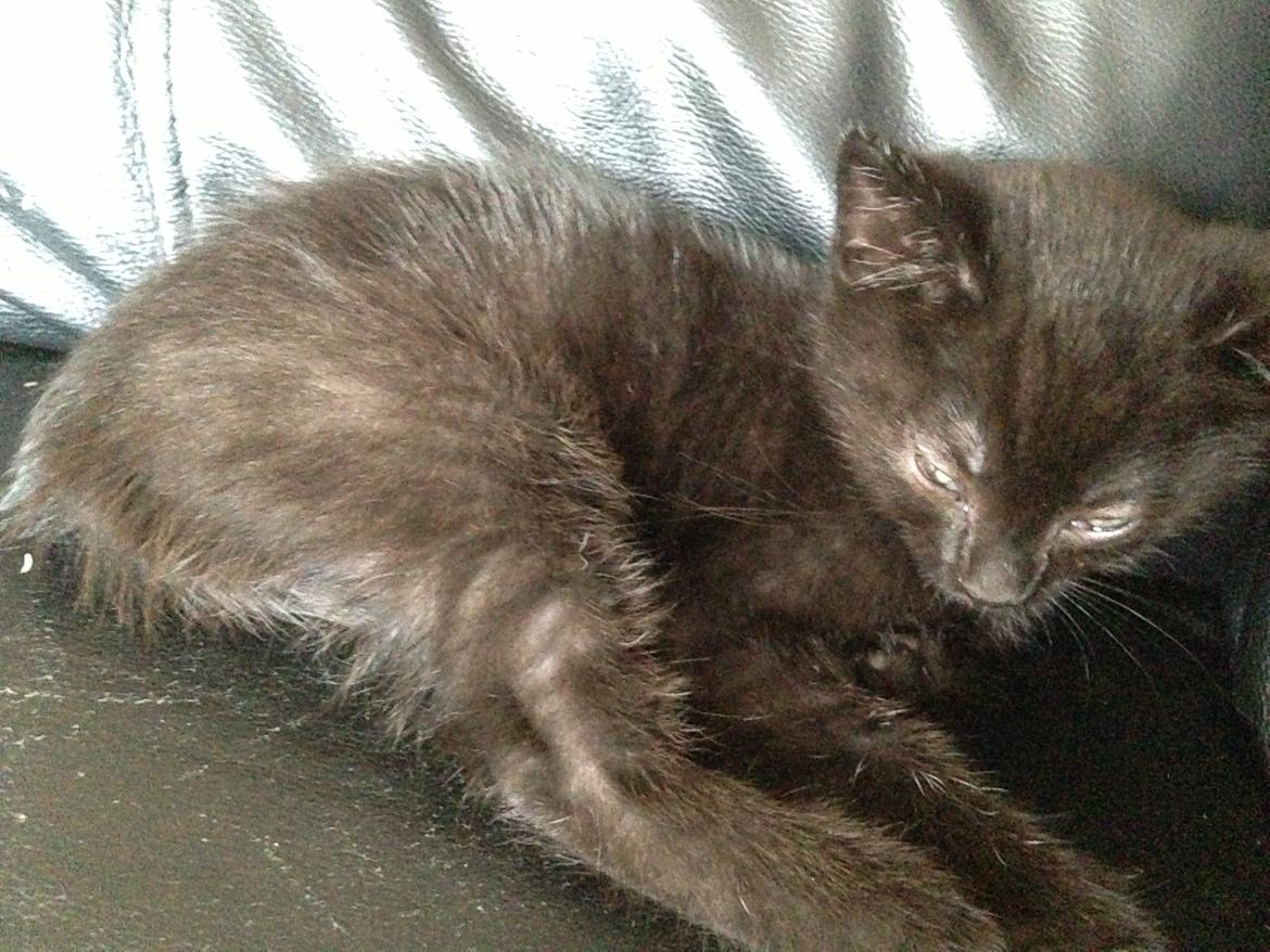 Huskat Max ;) billede 1