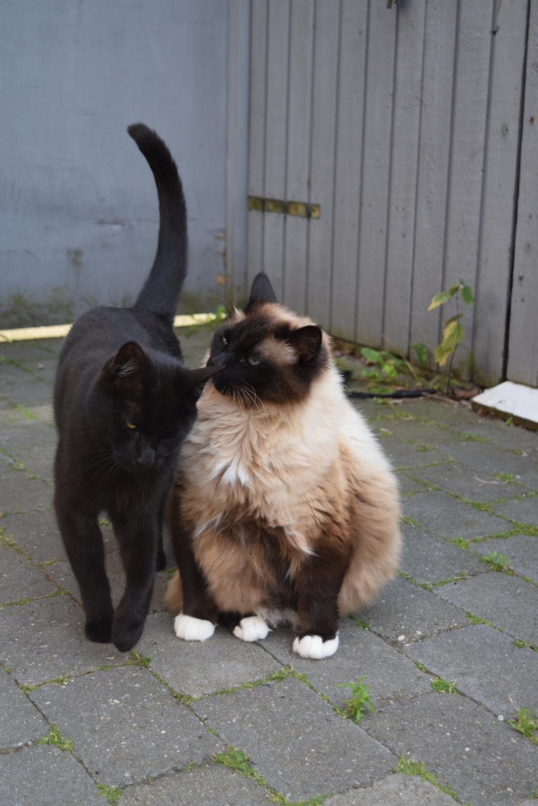 Hellig Birma Bailey - 24. juni 2014 billede 28