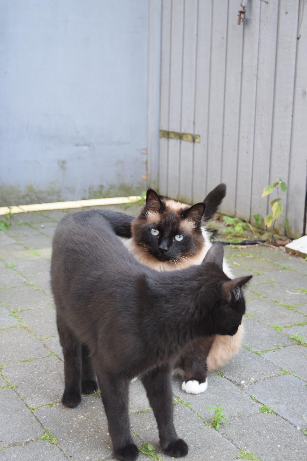 Hellig Birma Bailey - 24. juni 2014 billede 29