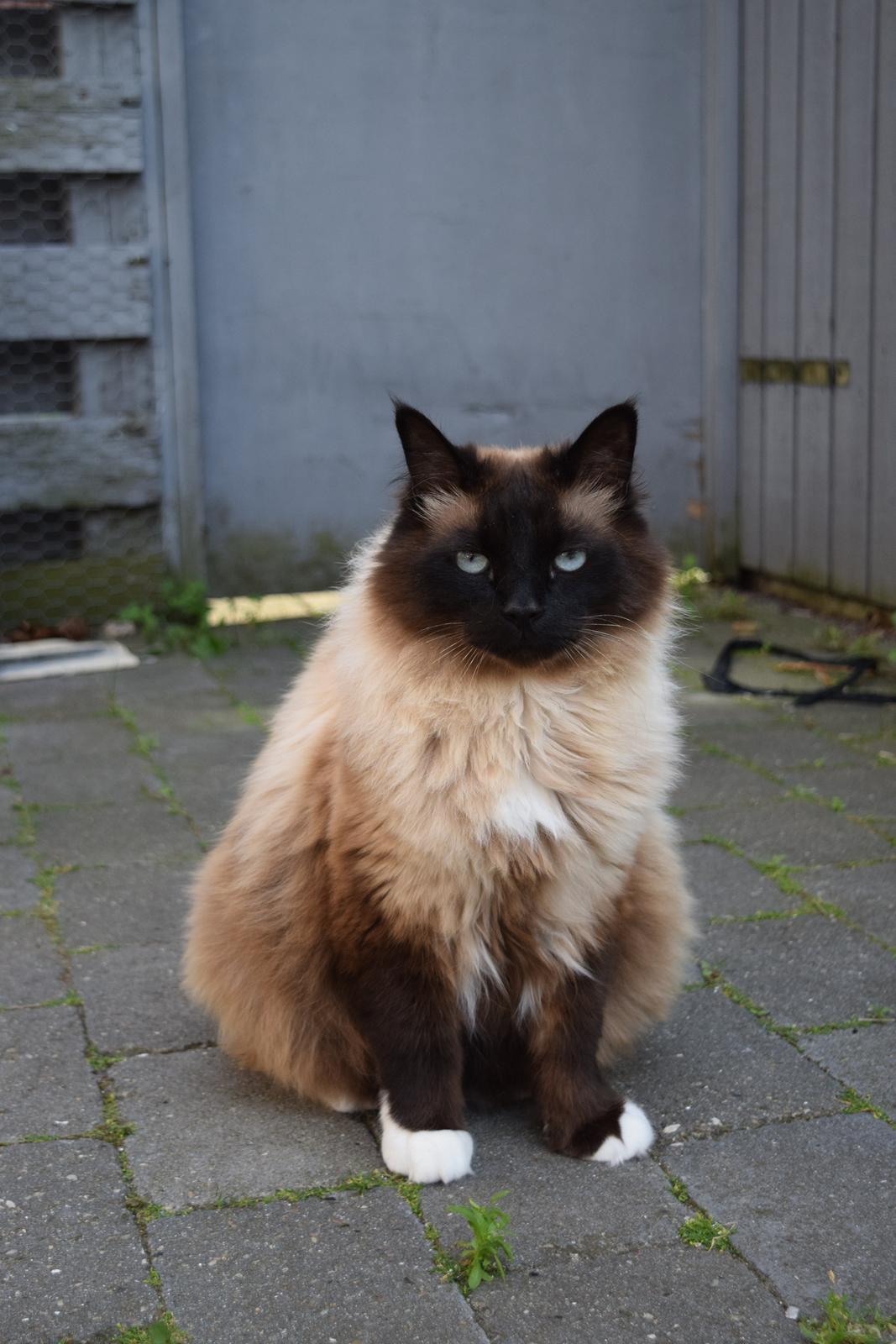 Hellig Birma Bailey - 24. juni 2014 billede 30