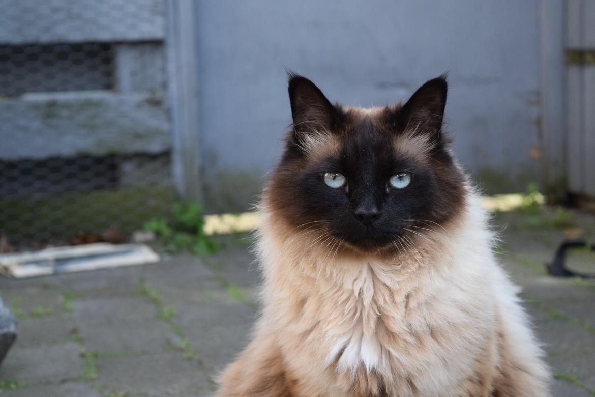 Hellig Birma Bailey - 24. juni 2014 billede 31