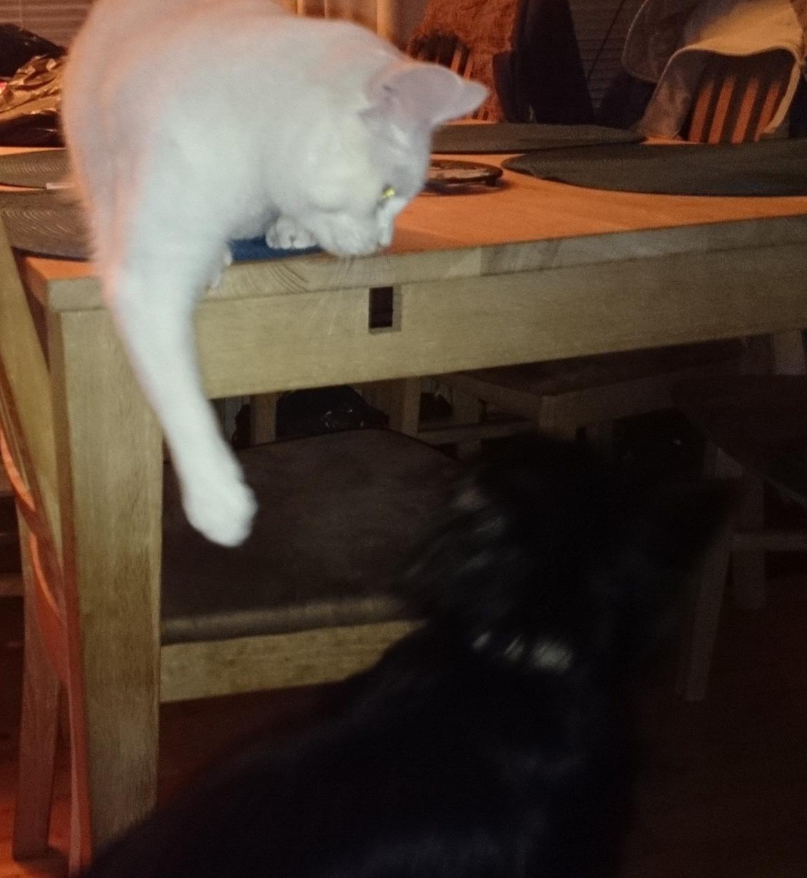 Blanding af racer Max billede 21