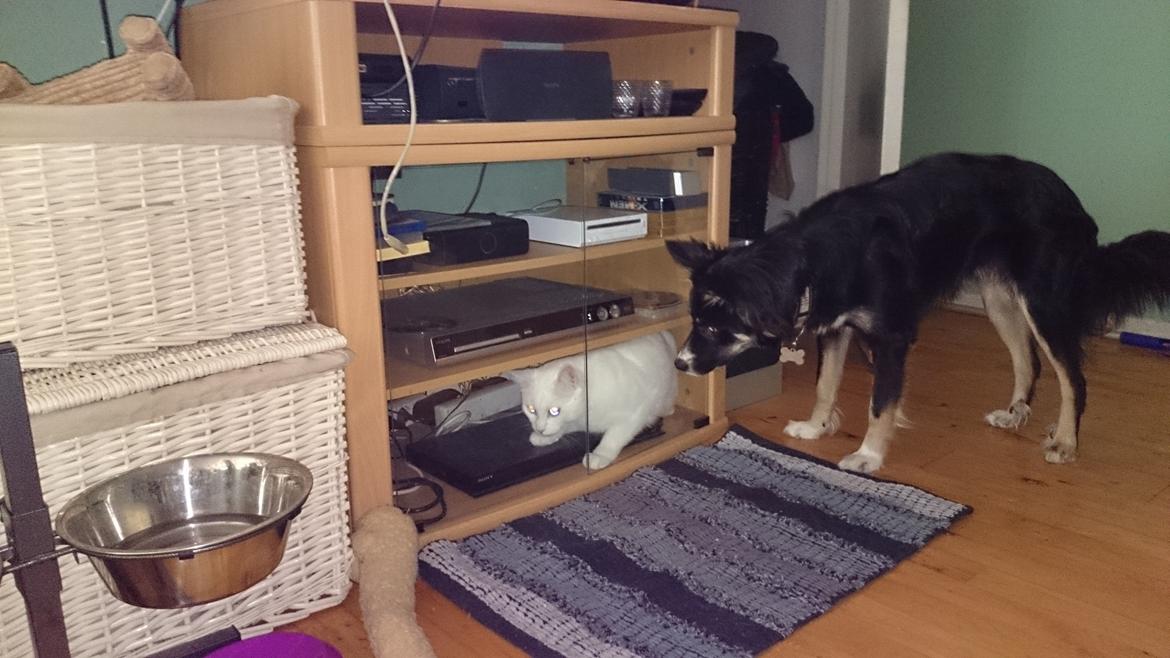 Blanding af racer Max billede 20