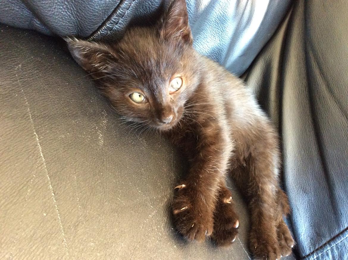 Huskat Max ;) billede 10