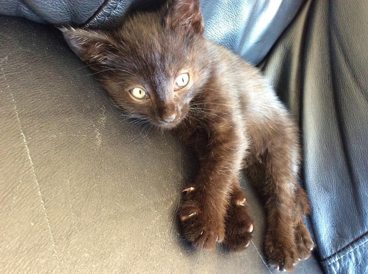 Huskat Max ;) billede 9