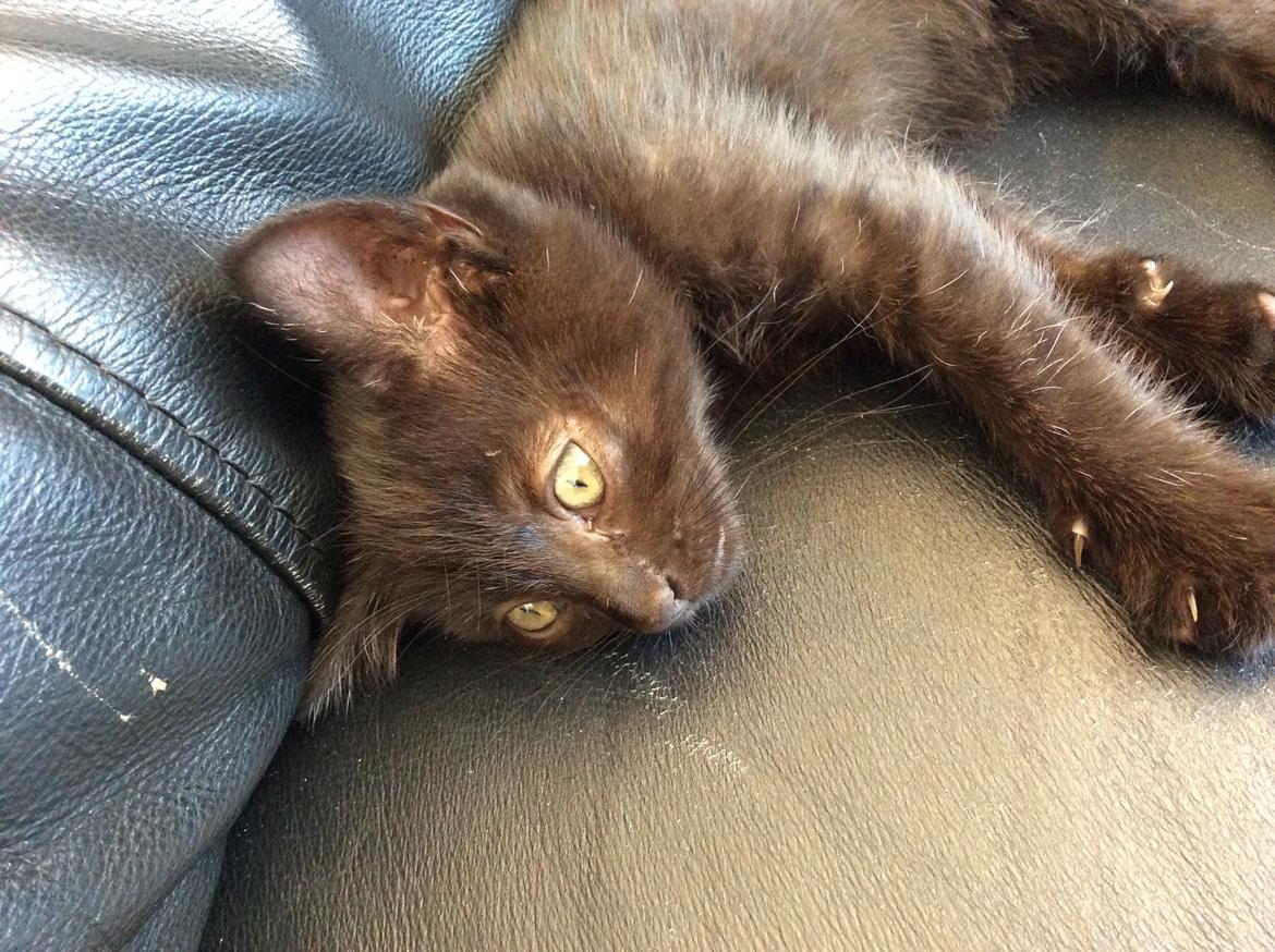 Huskat Max ;) billede 11