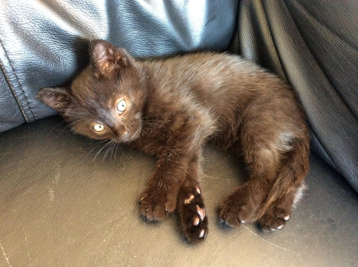 Huskat Max ;) billede 12