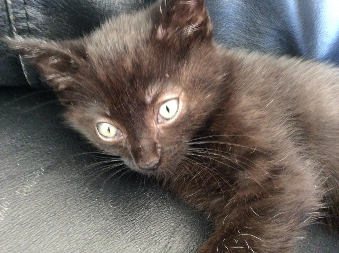 Huskat Max ;) billede 13