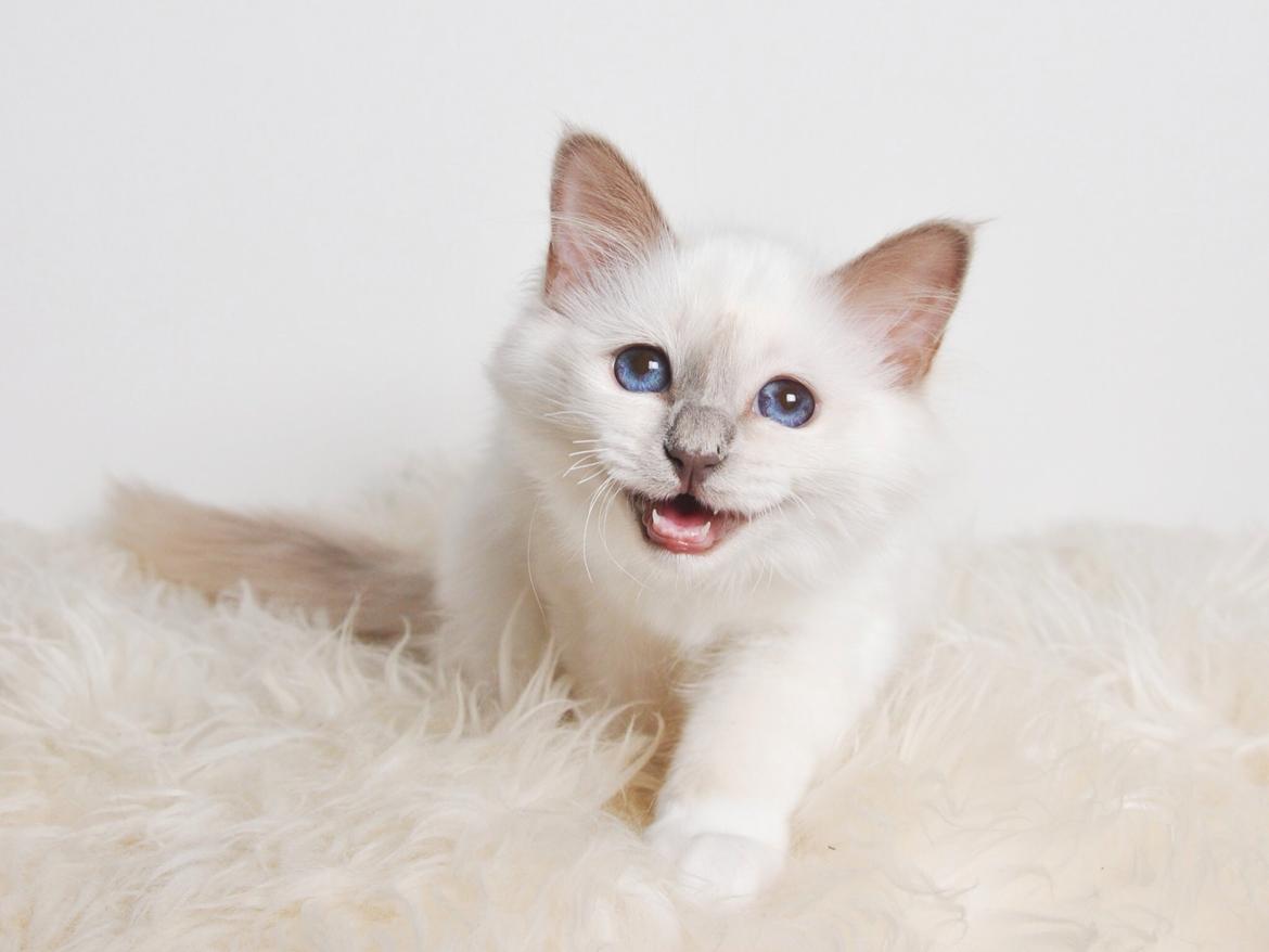 Hellig Birma Shonto's A Cloud of Mystery billede 10