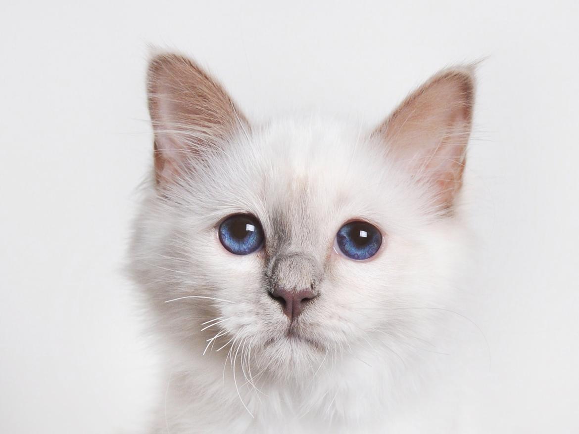 Hellig Birma Shonto's A Cloud of Mystery billede 11