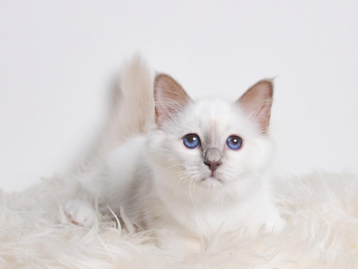 Hellig Birma Shonto's A Cloud of Mystery billede 12