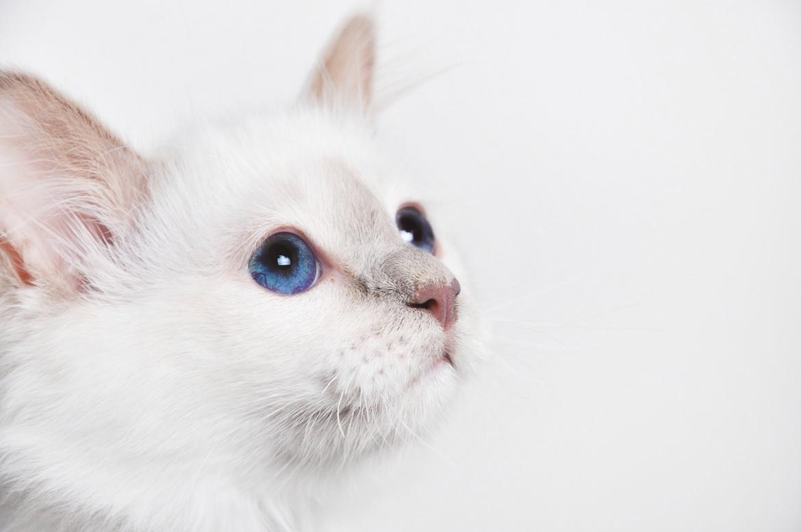 Hellig Birma Shonto's A Cloud of Mystery billede 13