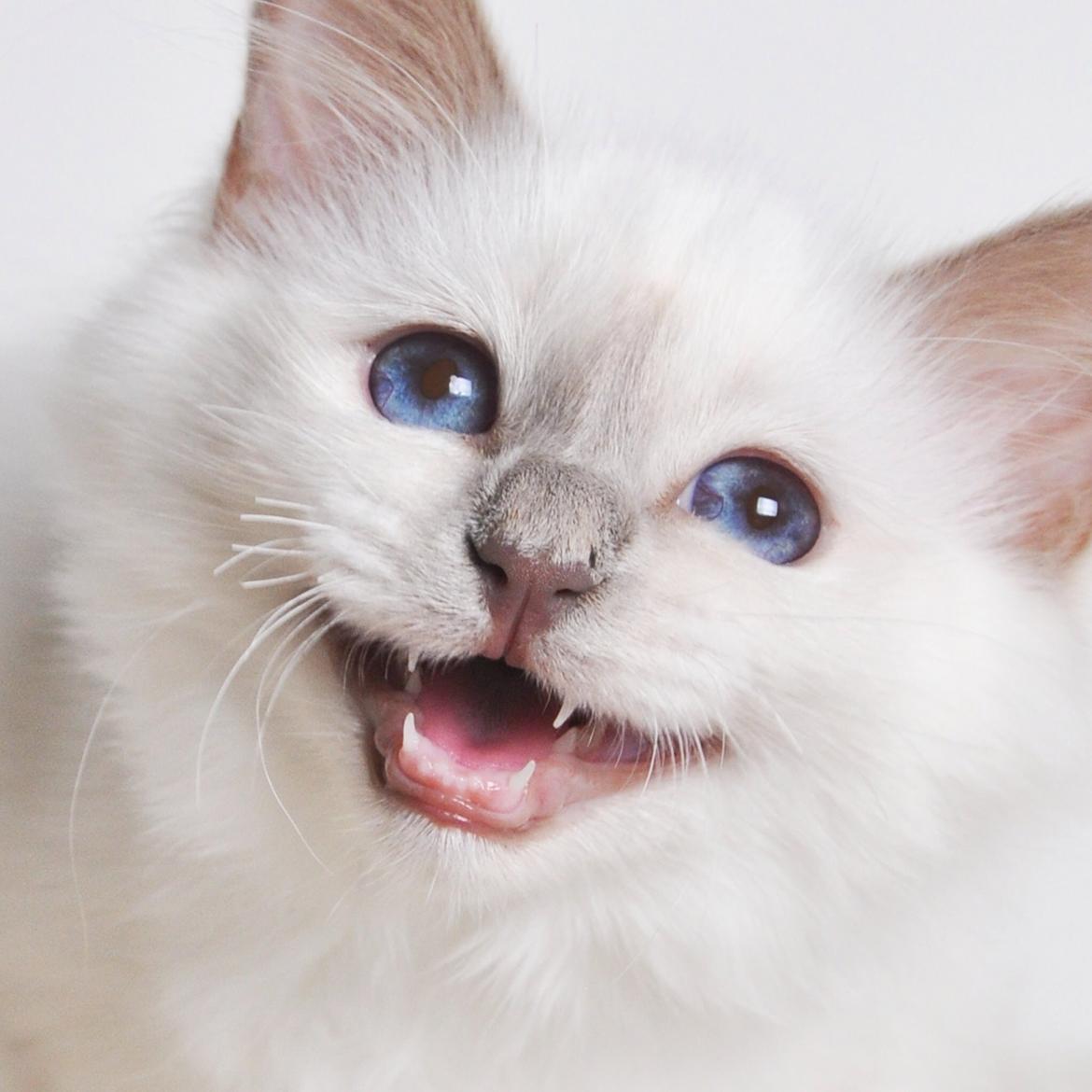 Hellig Birma Shonto's A Cloud of Mystery billede 14