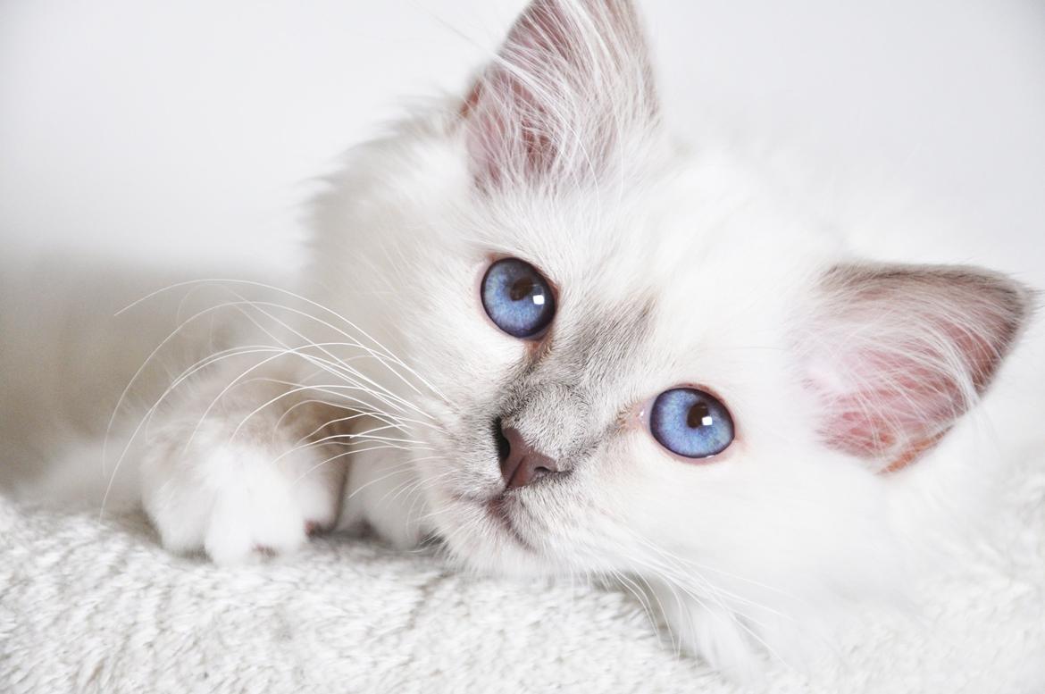 Hellig Birma Shonto's Addicted to Chaos  billede 4