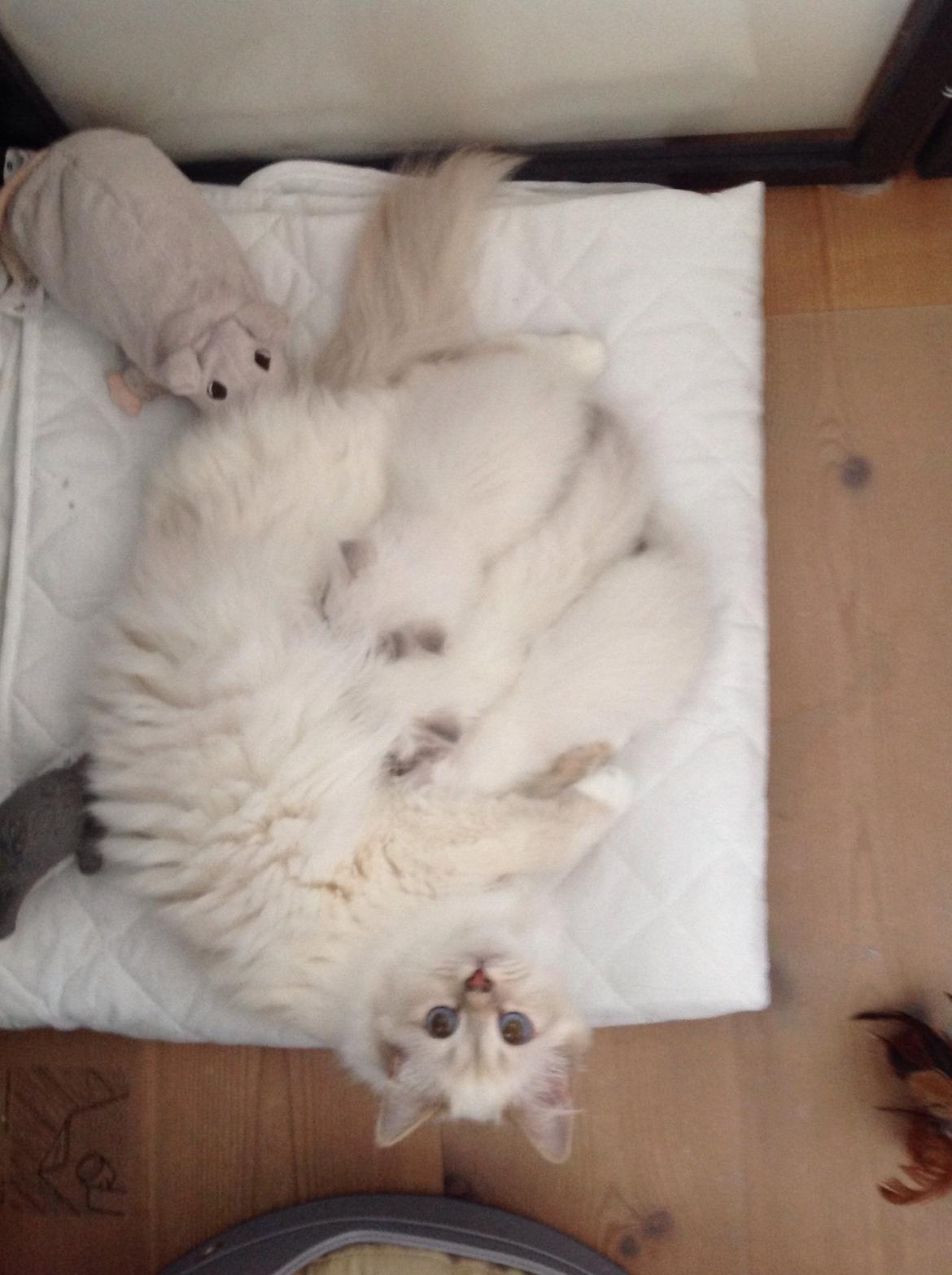 Hellig Birma Shonto's Addicted to Chaos  billede 5